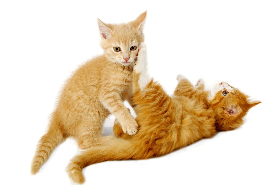 猫同士が喧嘩になる６つの原因