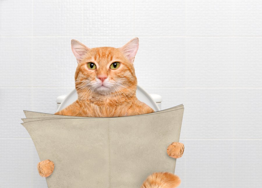猫トイレの消臭スプレーの使い方、おすすめ商品まで