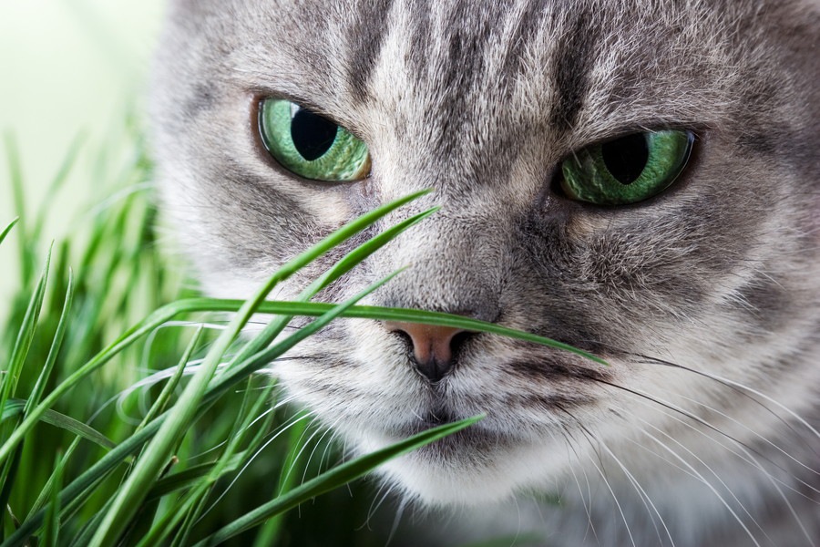 猫は白菜を食べても大丈夫？注意点や与えるメリットについて