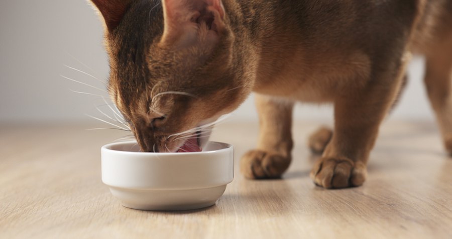 8ヶ月の猫を育てる方法 平均体重や食事、留守番させる方法