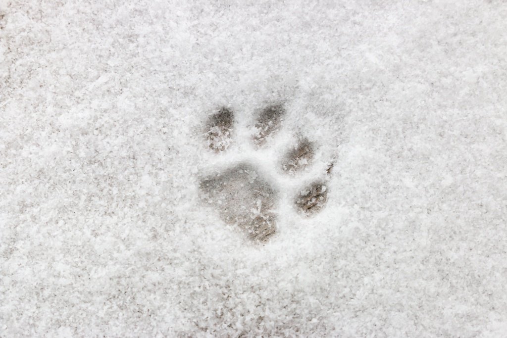 猫の足跡は犬とどう違う？３つの違いについて解説