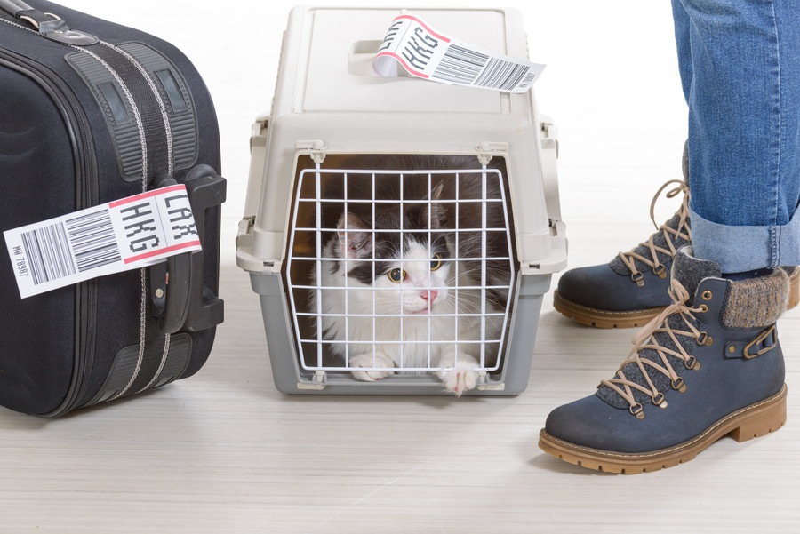 猫とお出かけする時の注意点、そのための準備や安全対策とは？