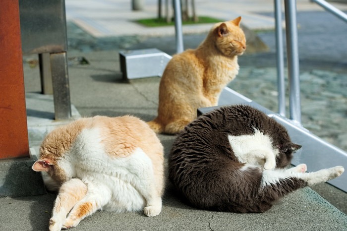 日本全国の猫島を一挙にご紹介！