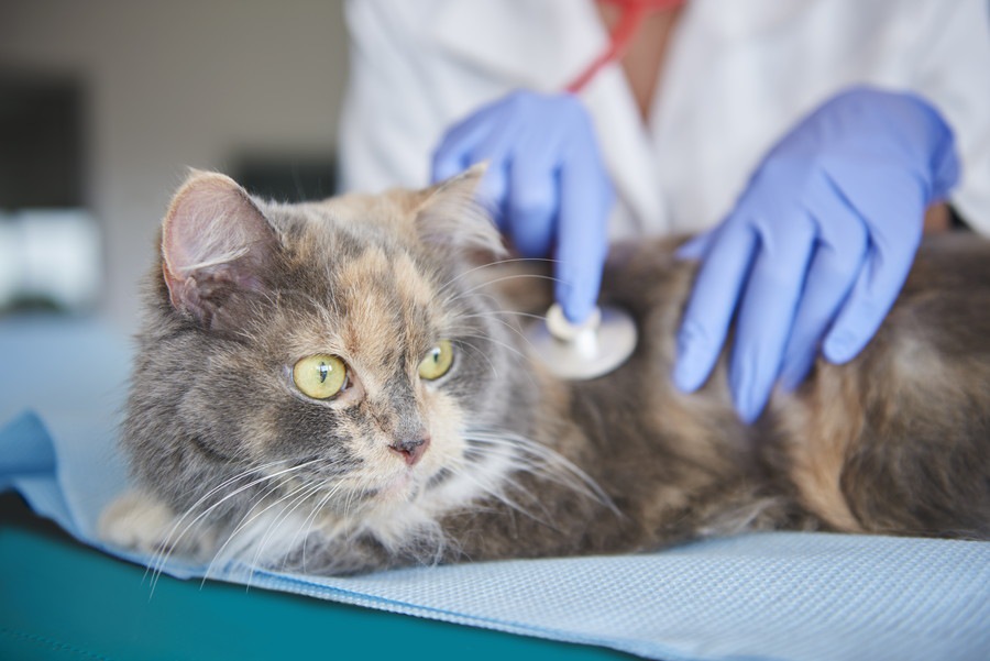 猫が心臓病になった時の症状や原因、治療の方法