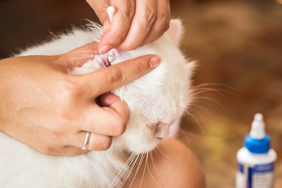猫の耳が臭い時の対処法、考えられる病気