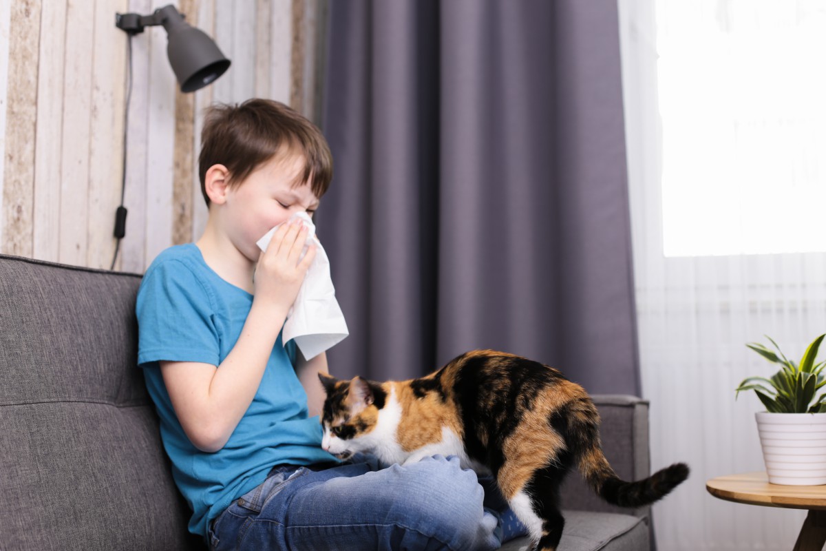 猫アレルギーの検査はどのように行う？費用や当日の流れまで