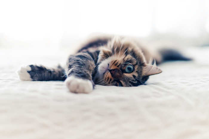 猫伝染性腹膜炎（FIP）について 感染経路や症状の治療法