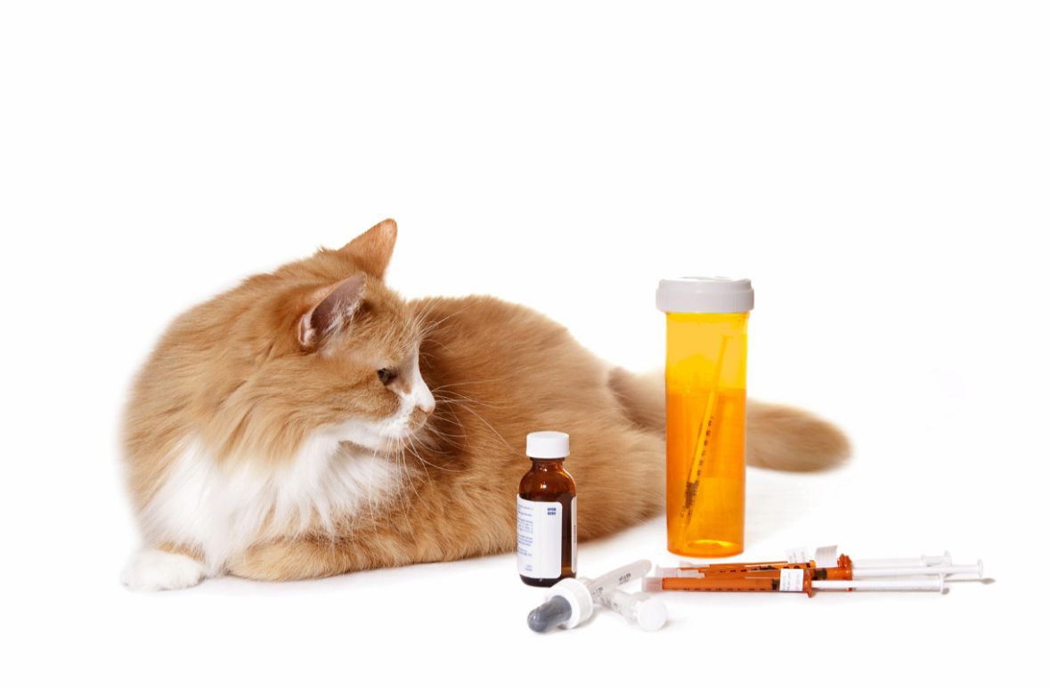 猫にステロイドを使った場合の効果と副作用について