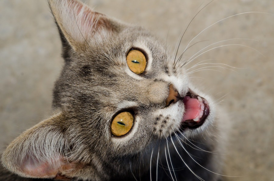 猫語を理解したい！鳴き声から読み取る方法と翻訳アプリ