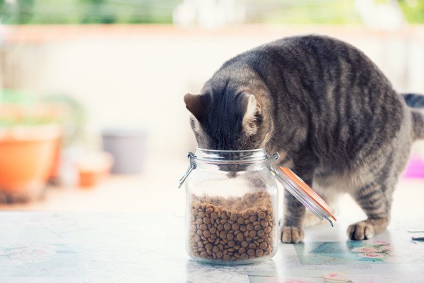 節分の豆は猫が食べても平気？注意する事とは？