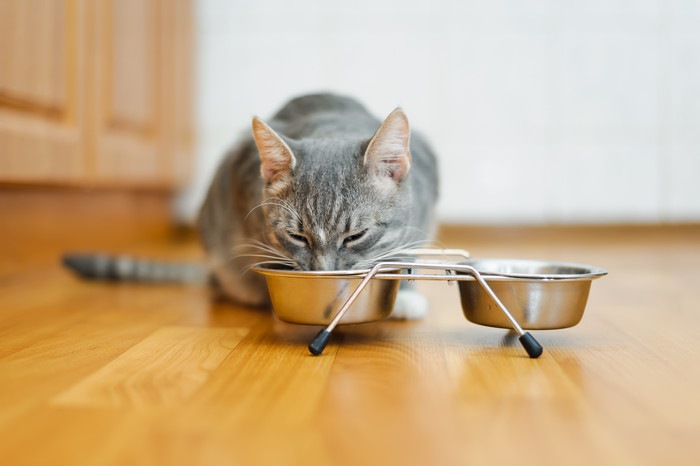 猫の食器の選び方と管理方法について