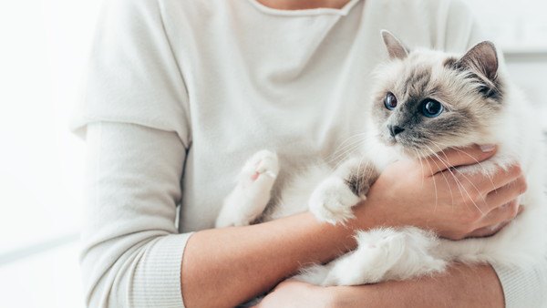家でできる猫の健康チェック７つのポイント
