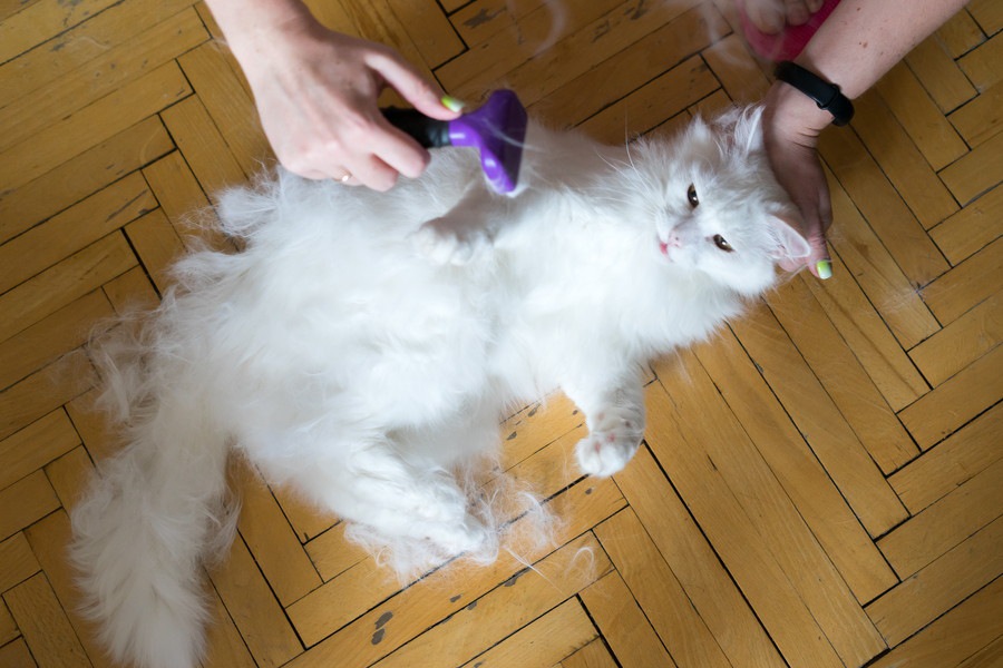 猫の毛玉ボールが可愛い！作り方とその遊び方