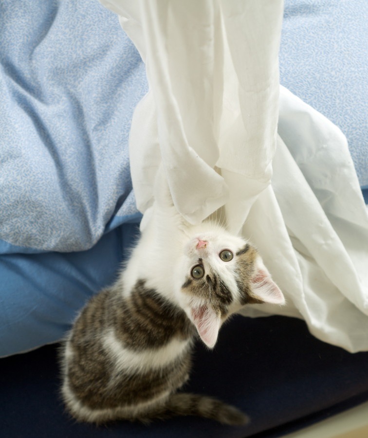 猫がカーテンに登るのを止めさせる方法