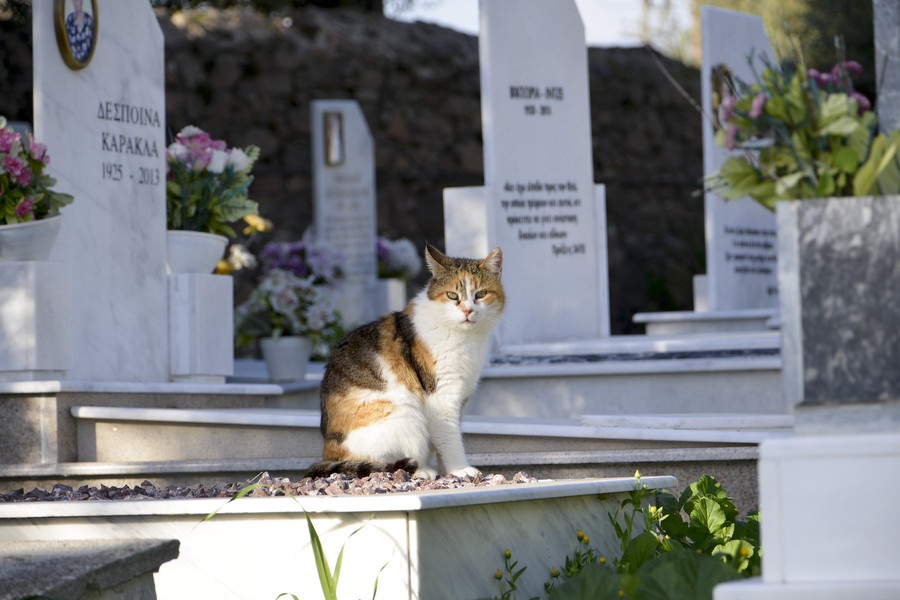 愛猫の死因を確認できる「死後剖検」について