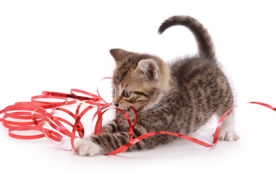 猫にリボンがついた首輪をつける時の選び方やおすすめ商品