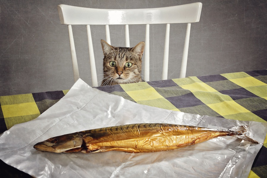 「猫=魚好き」というイメージは日本だけ！？その理由は？