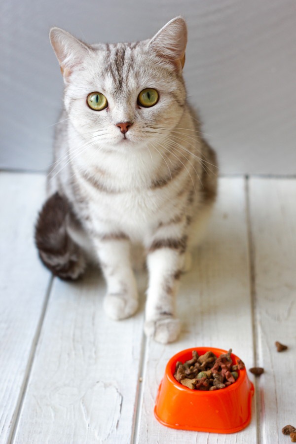猫が餌をすぐ飽きる４つの理由と対処法