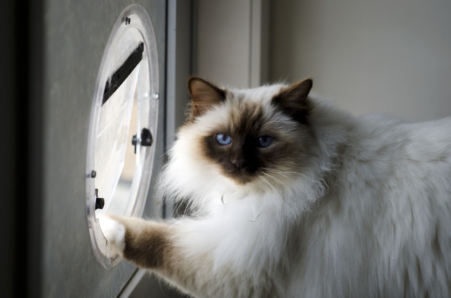 猫用の扉「キャットドア」のDIYと簡単取り付け方法