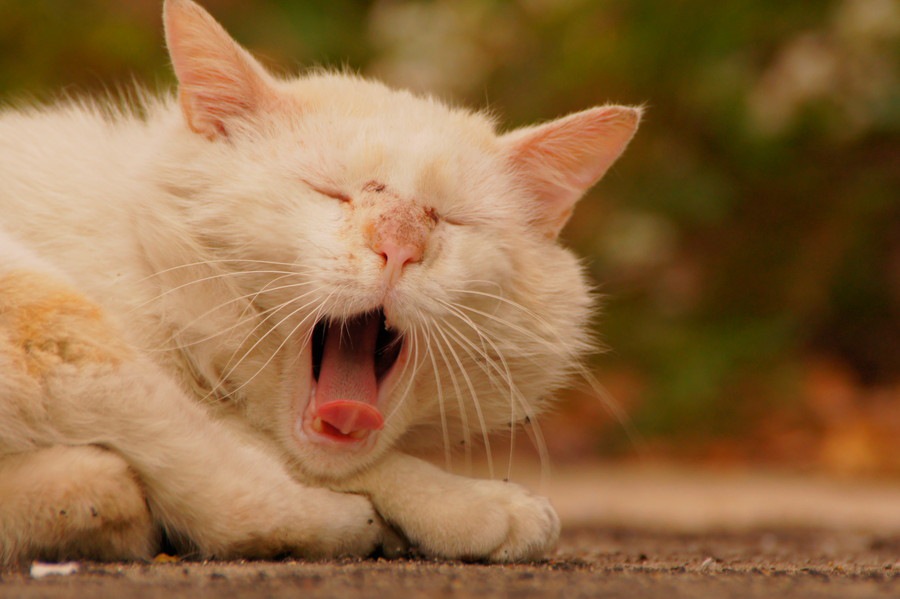 猫がご飯を食べずヨダレが多いと思ったら…疑う病気や対処法