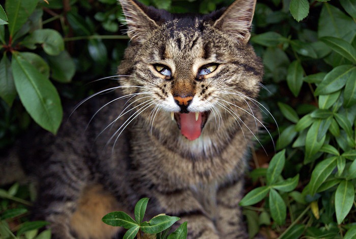 猫はわさびを舐めても大丈夫？危険な理由と舐めた後の対処法