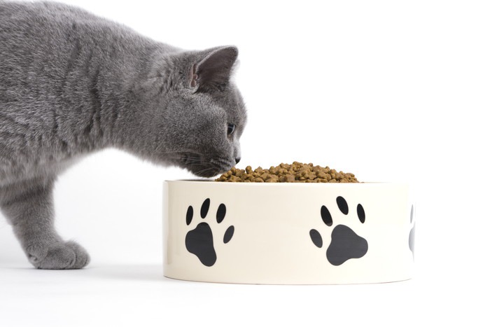 猫の餌皿を選ぶポイント！食べやすいお皿を選んであげよう！