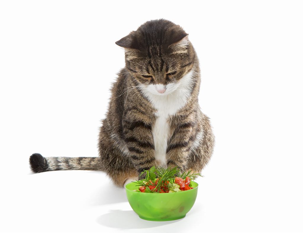 猫はいちごを食べても大丈夫！与え方の注意点を解説