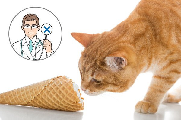 猫にアイスを食べさせるのはNG！理由と欲しがるときの対処法