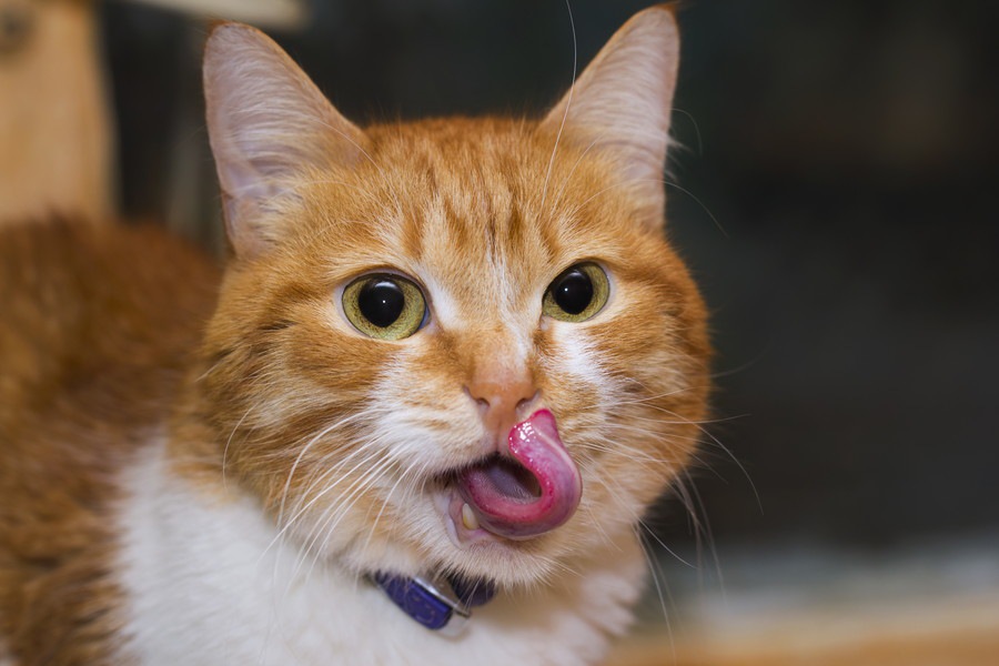猫が顔を舐める時の5つの気持ち