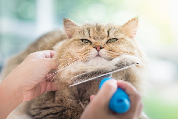 猫の毛玉を防いだり、毛球症を予防する方法