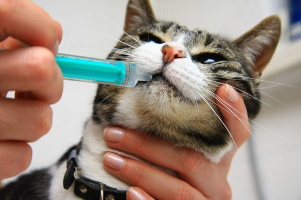 ササヘルスは猫に飲ませても大丈夫？効果や与える時の注意点