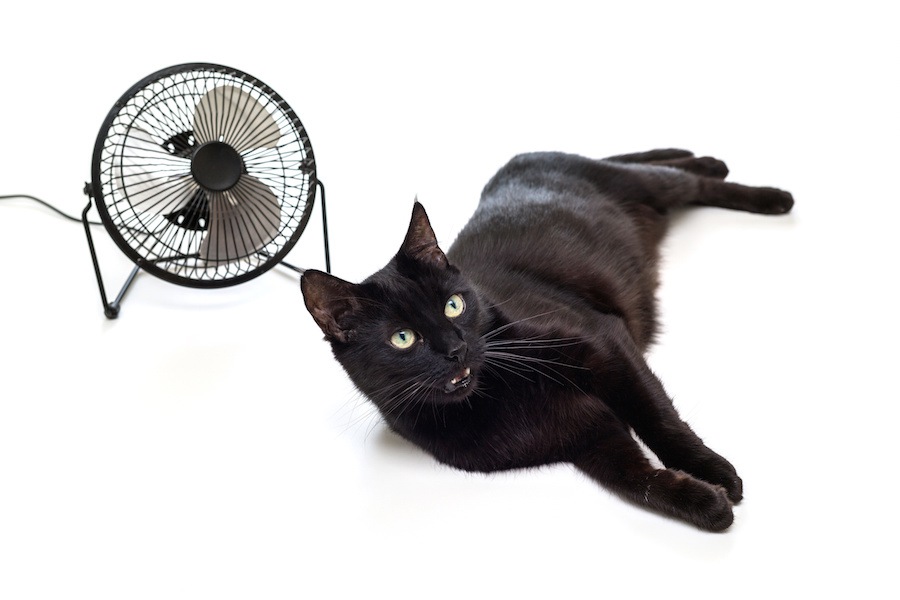 猫が暑い時の涼み方5つ