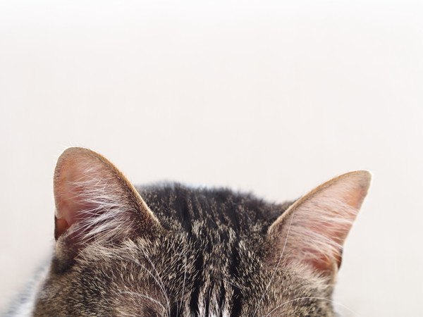 猫の聴力が発達している理由、聞こえる距離や音域