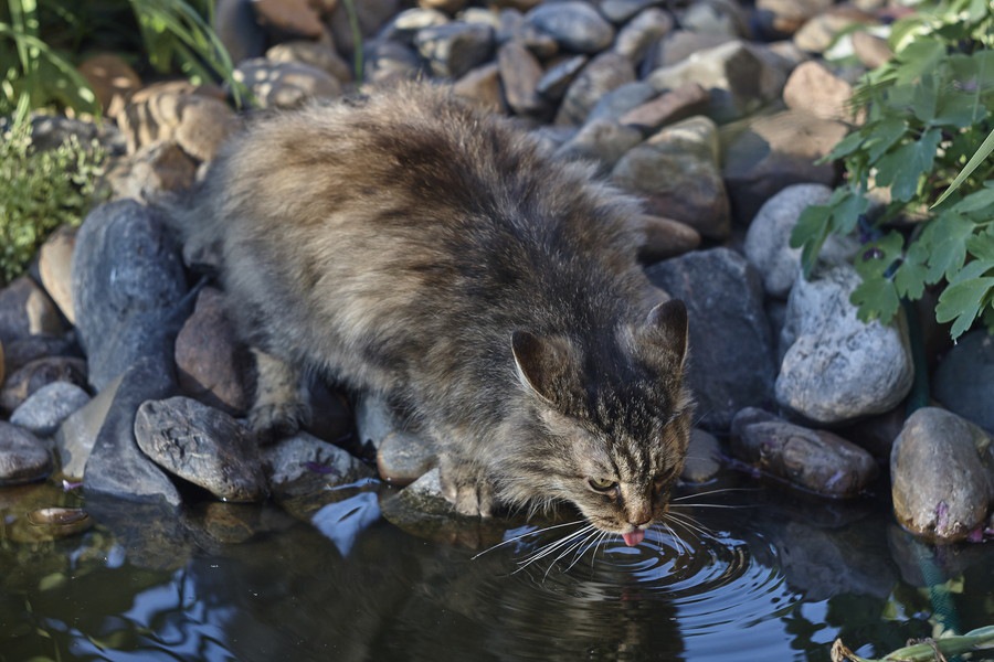 猫は泳ぐ事ができる？水が好きな種類