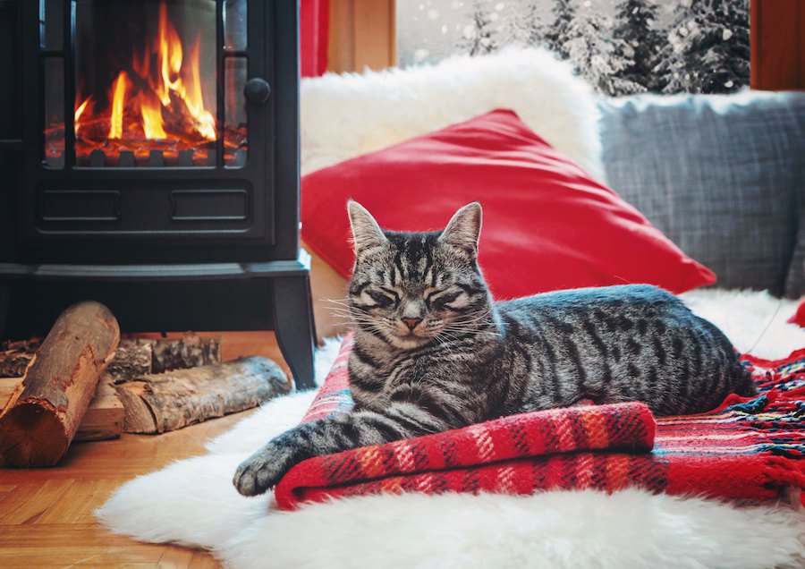 寒い日は猫の『焦げ』に注意！お部屋で暖房を使う時の注意点5つ