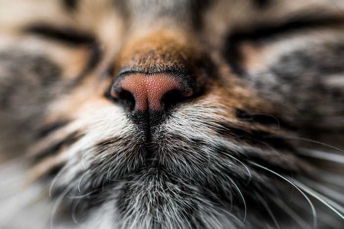猫の鼻が乾く理由4つと対策