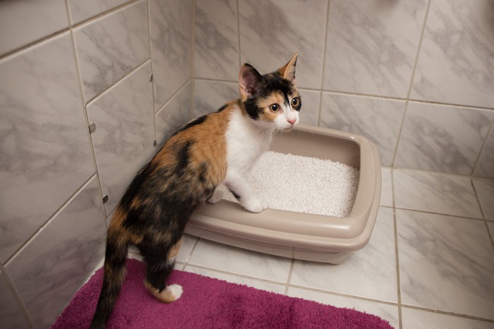 猫のトイレのサイズの適した大きさや設置場所、おすすめ商品