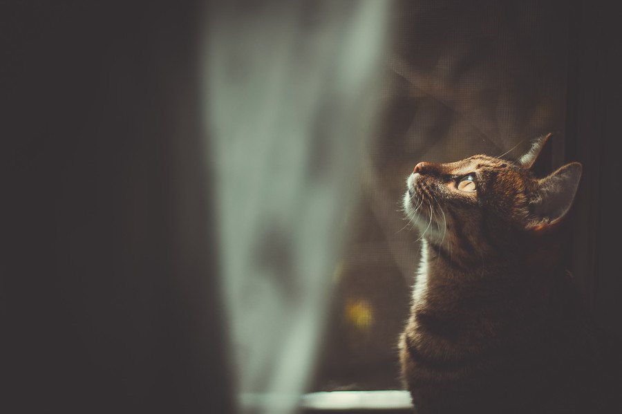 猫に夜を静かに過ごしてもらう為の６つの対策