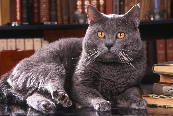 灰色の猫の種類とそれぞれの特徴