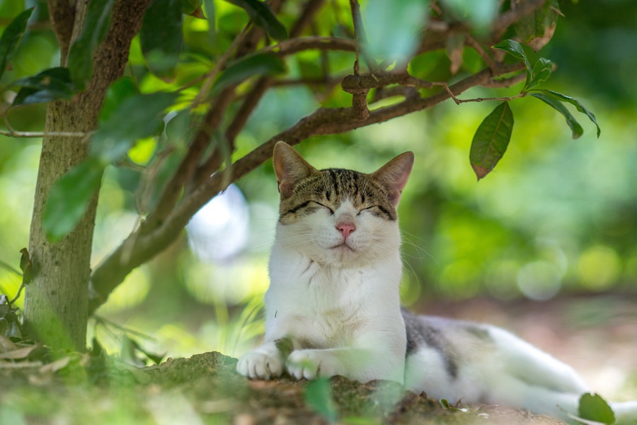 美しい沖縄で暮らす猫達だけ♡日めくりカレンダー「島猫めくり」が7/22発売！