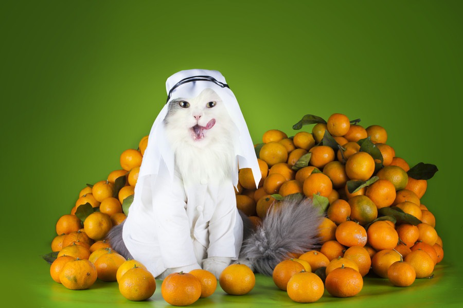 猫にオレンジを与えてはいけない！食べたときの対処法