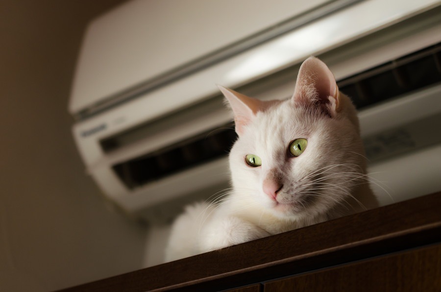 猫にエアコンを使う時の設定温度や使い始めの時期