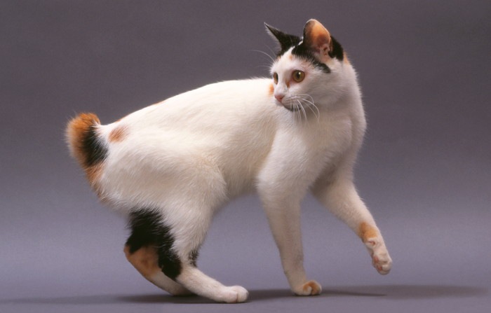 猫がかぎしっぽになる原因と日本に多いワケ