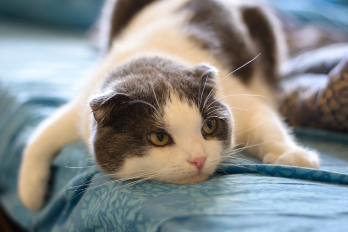 猫が元気なのにお腹の調子が悪い…原因や疑う病気とは？