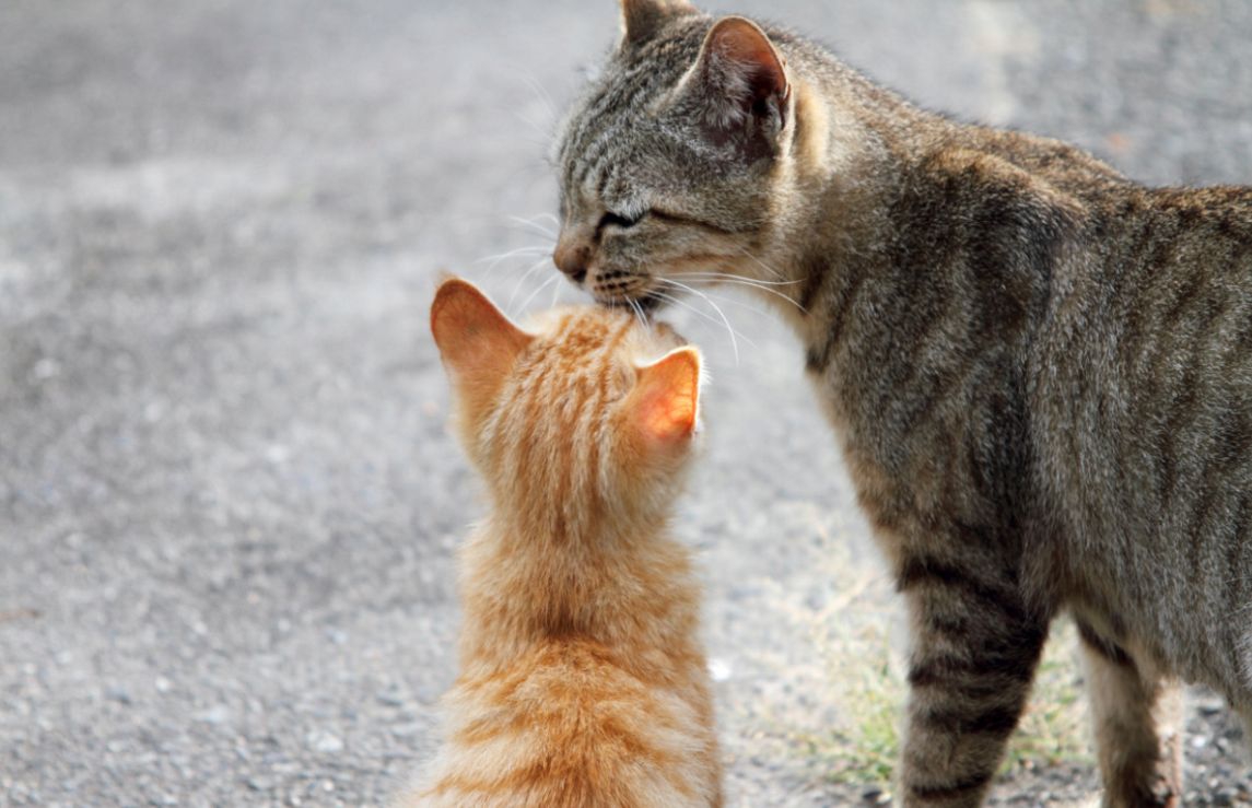 猫の挨拶の仕方と相手による種類の違い