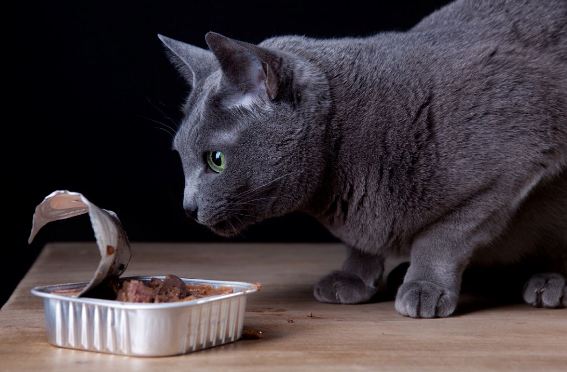 猫がスルメを食べるのはNG！危険な理由や食べた時の対処法・「腰を抜かす」の真相