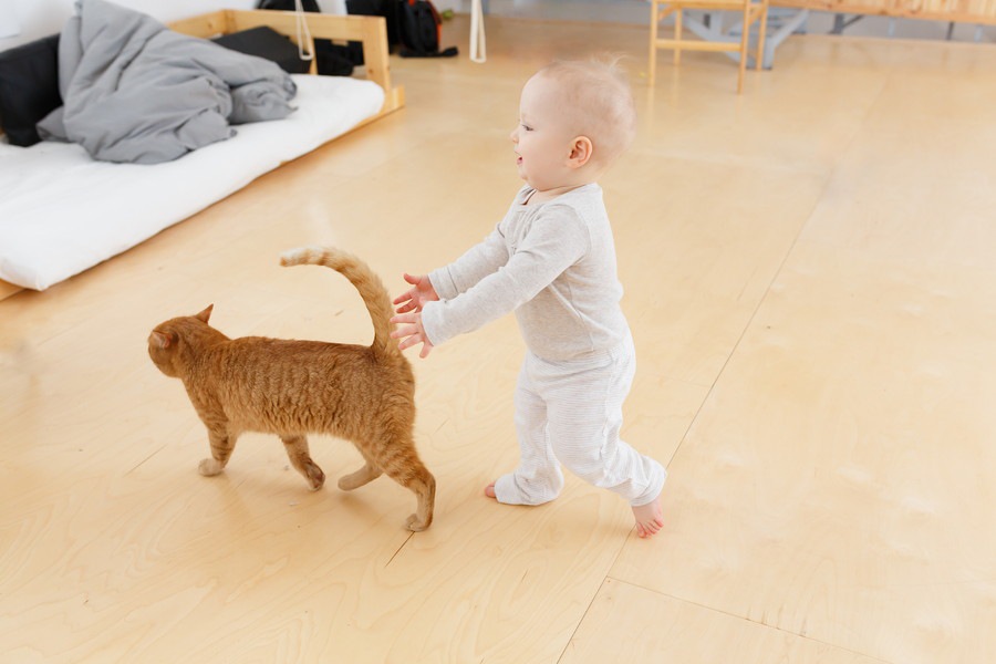 ゆっくり歩いている時の猫の心理