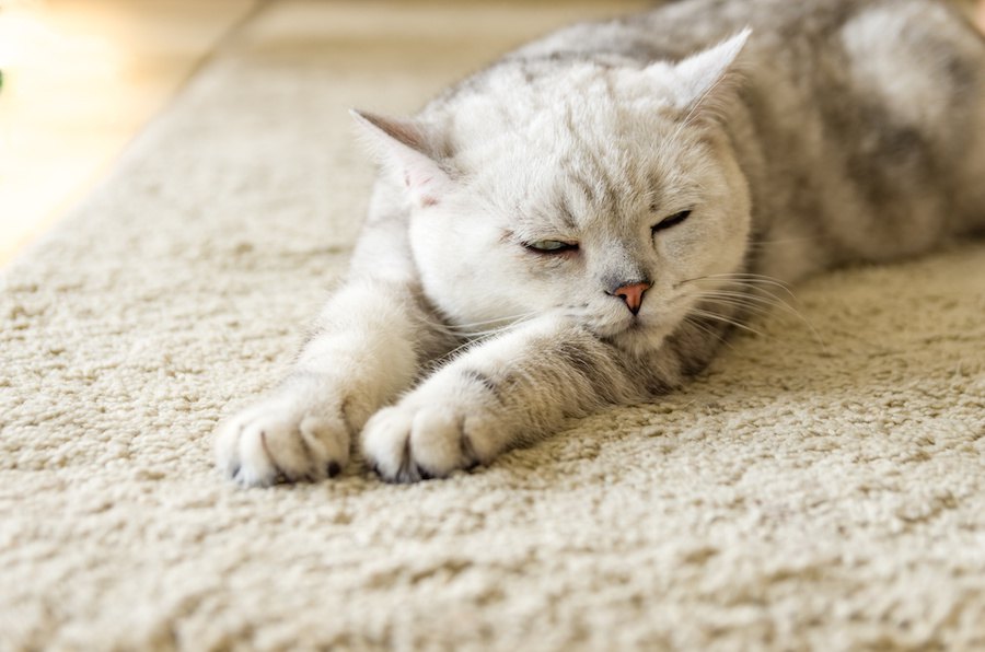 引っ越しで受けた猫のストレスを和らげるには？4つの方法