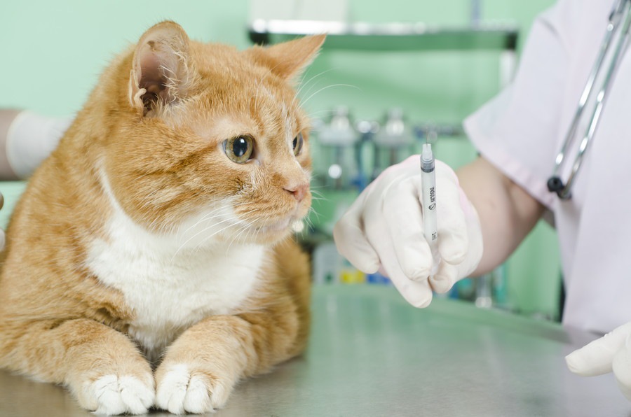 猫の熱を下げる方法と体温の測り方