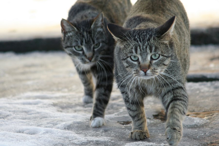猫が触らせてくれない４つの原因と仲良くなるための対処法